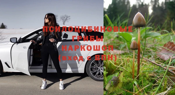 прущие грибы Белокуриха