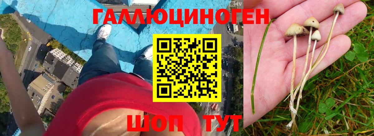 Гатчина  Галлюциногенные грибы Psilocybe  Вход с VPN 